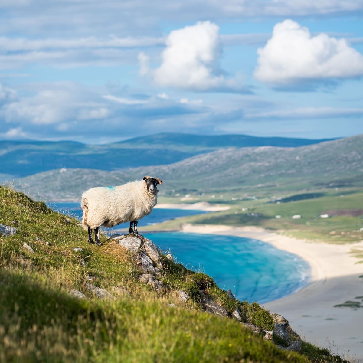Highland Sheep Photographed With A White Sand Beach And Crystal Clear Seas In The Backdrop In Harris, Scottish Highlands, Scotland