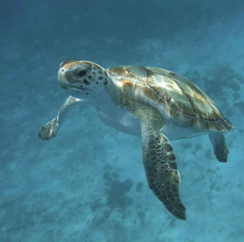 Turtle, Carlisle Bay, Bridgetown, Barbados