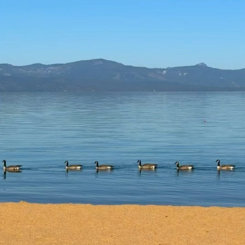 Ducks on Lake Tahoe, photo by Tyler Fox