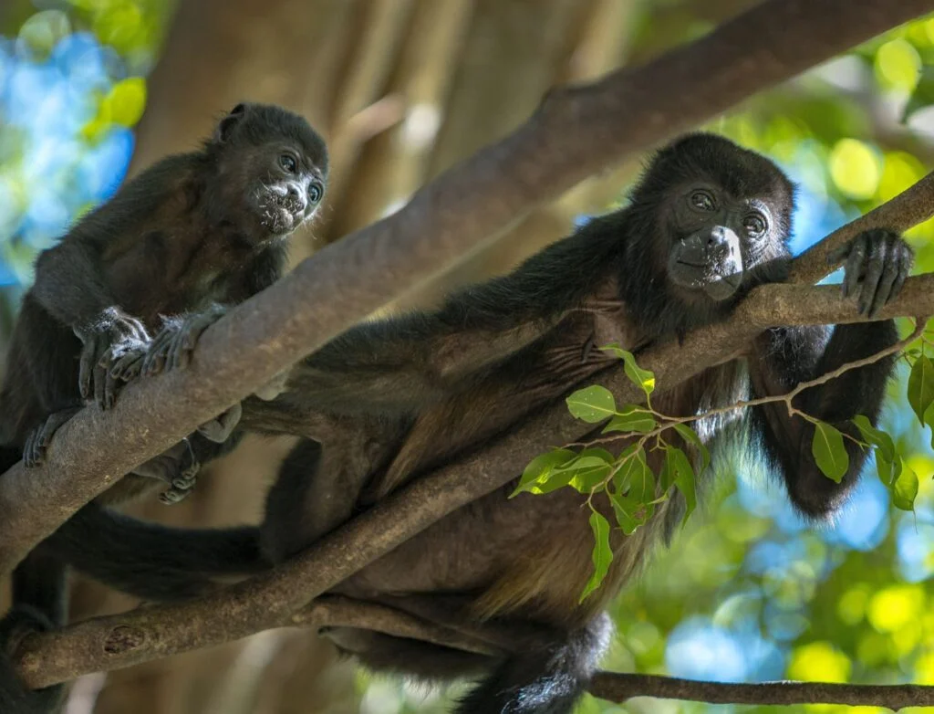 wild howler monkeys