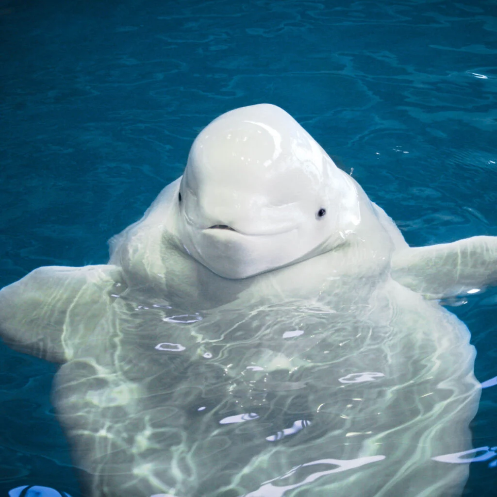 A playful beluga whale swims in clear blue water, its white skin contrasting with the deep blue background. The whale’s curious expression creates a charming underwater scene.