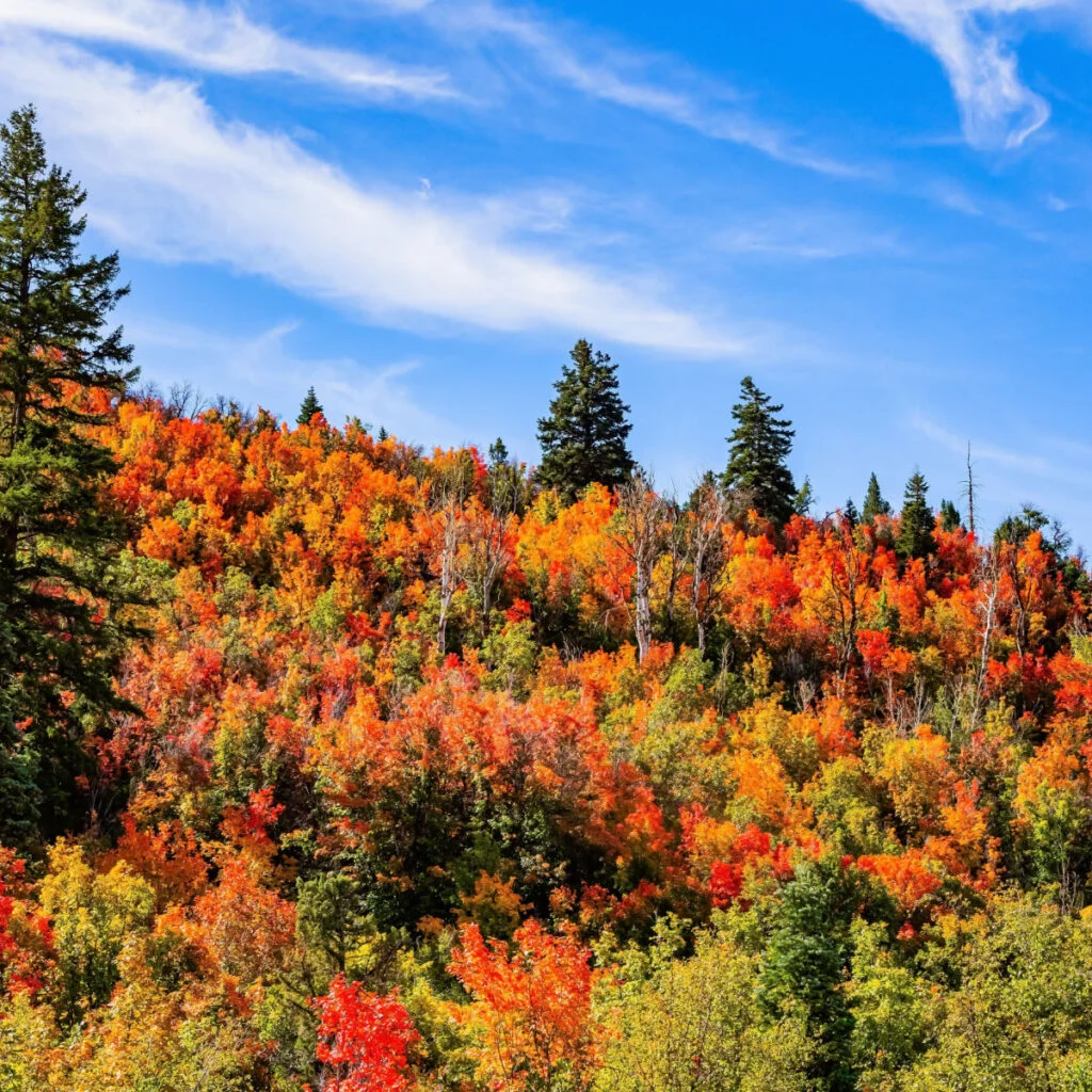 Bright colors of autumn. Gorgeous Utah landscape. Autumn trip to the western USA. Road to Moab. Picturesque road through autumn forests.