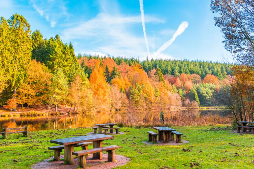 Forest of Dean England in the Fall